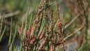Foraging California