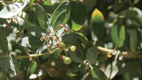 Foraging California