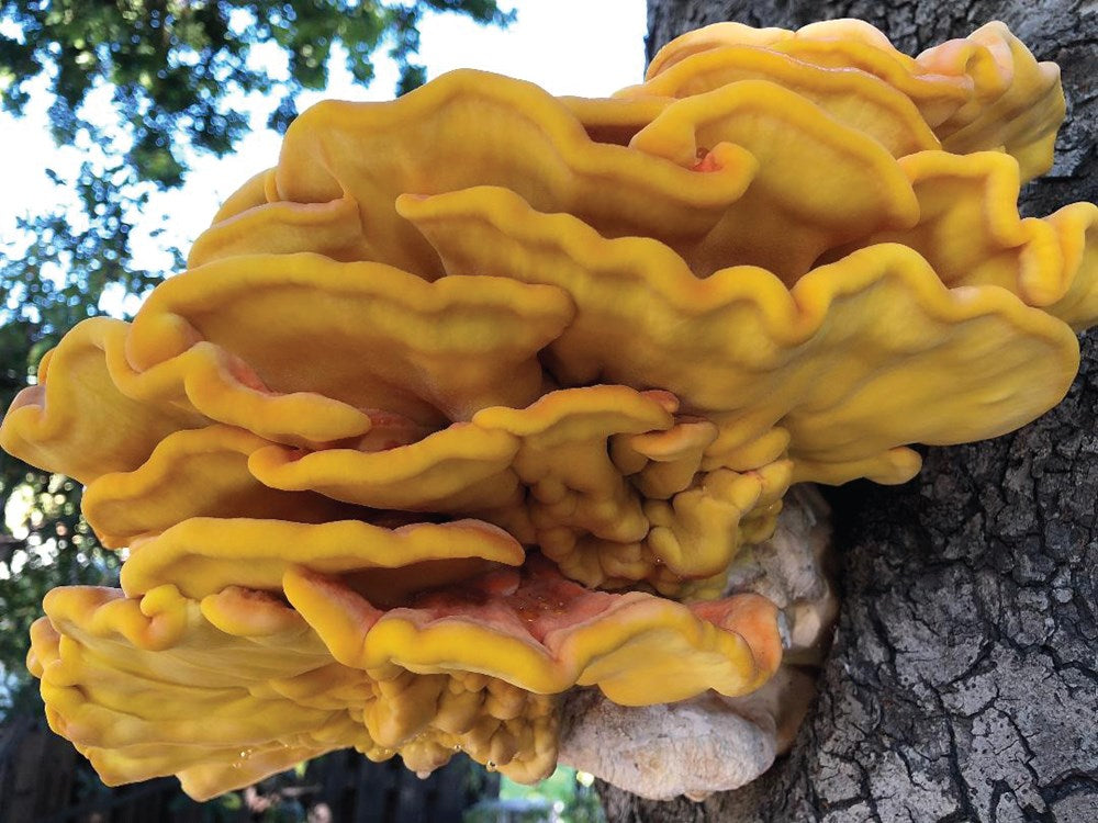 Foraging California