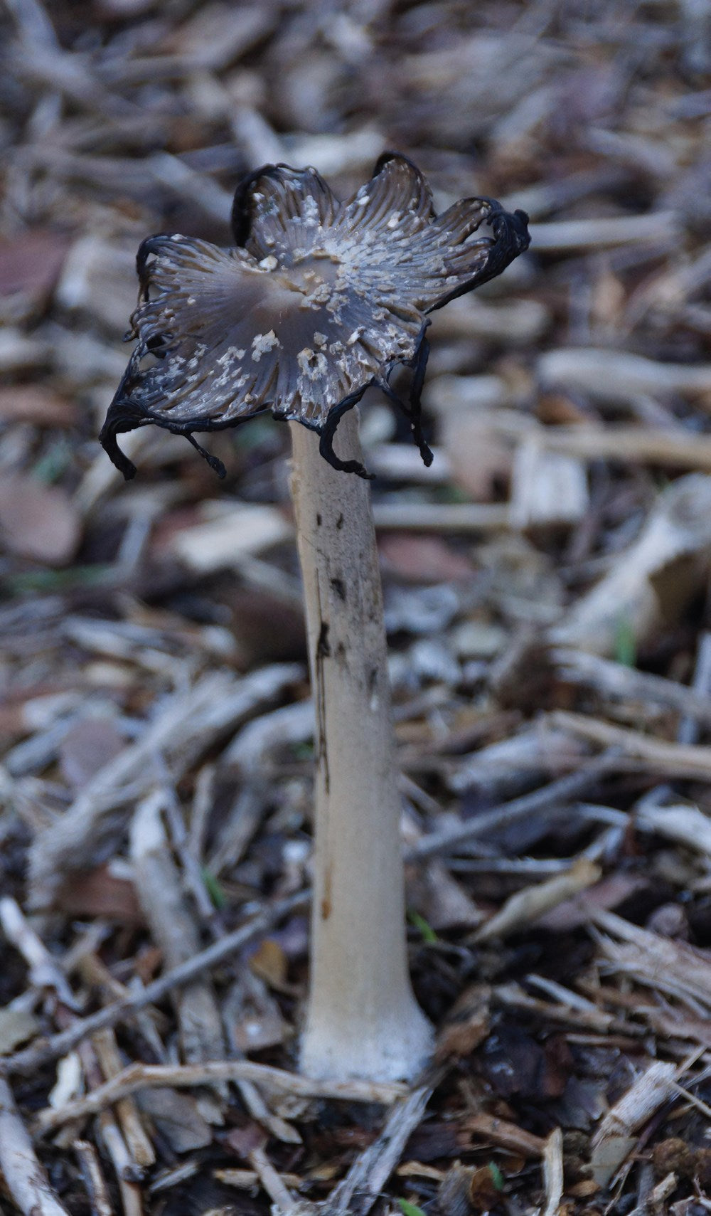 Foraging California