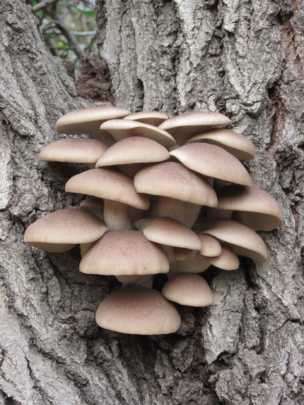 Foraging California
