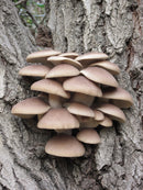 Foraging California