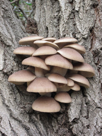 Foraging California