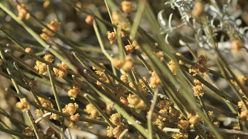 Foraging California