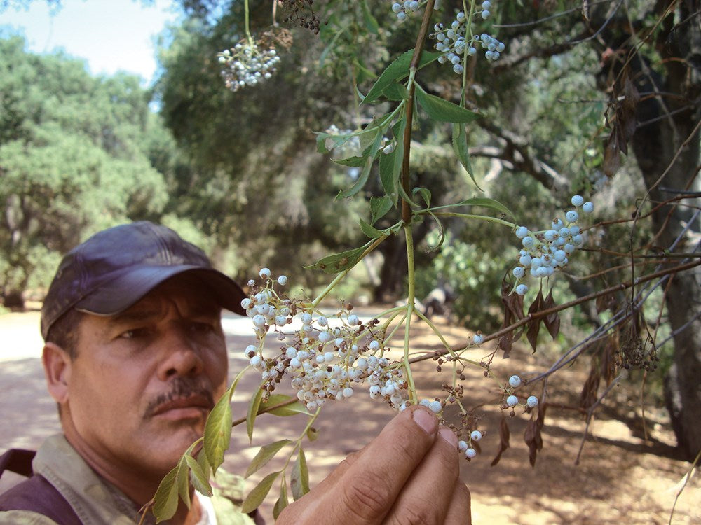 Foraging California