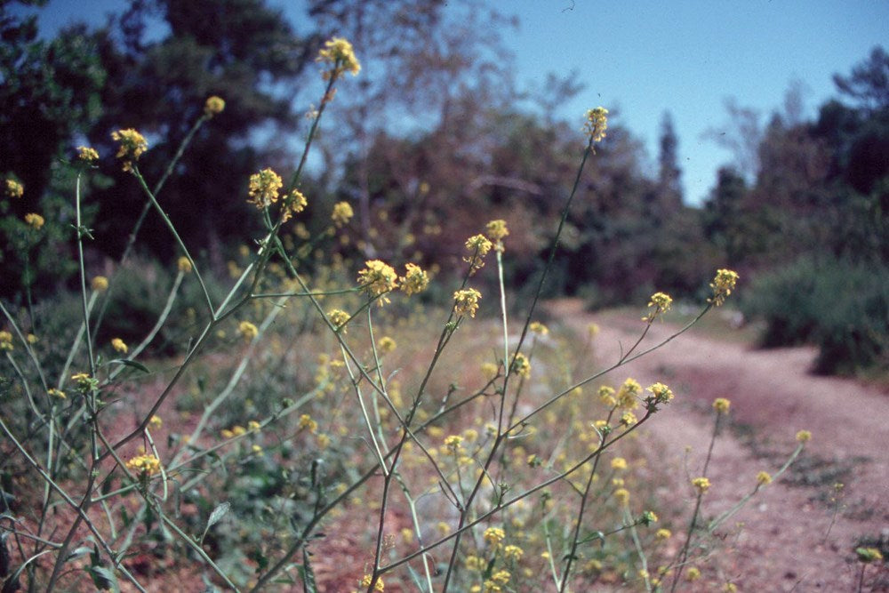 Foraging California