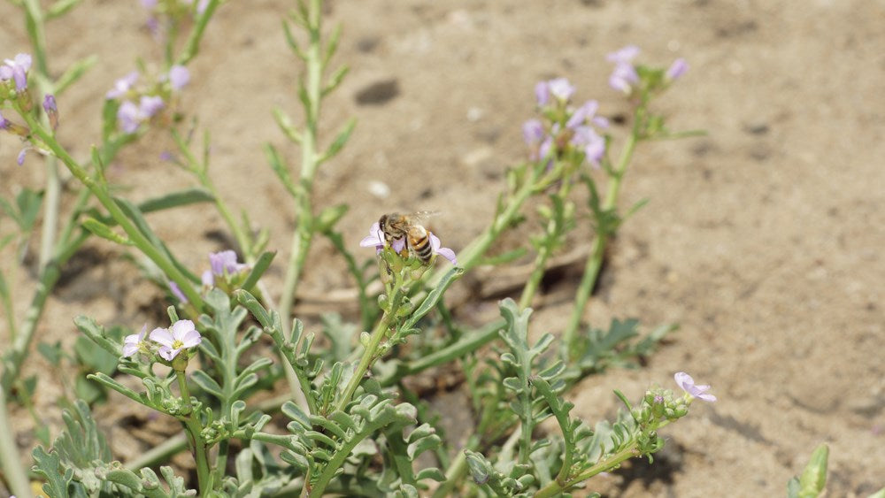 Foraging California