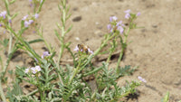 Foraging California