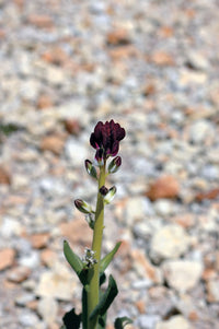 Foraging California