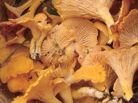 Foraging New England