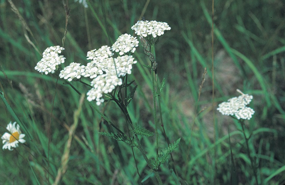 Foraging New England