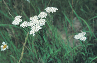 Foraging New England