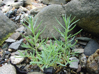 Foraging New England