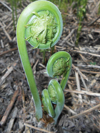 Foraging New England