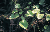 Foraging New England