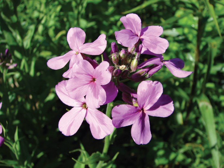 Foraging New England