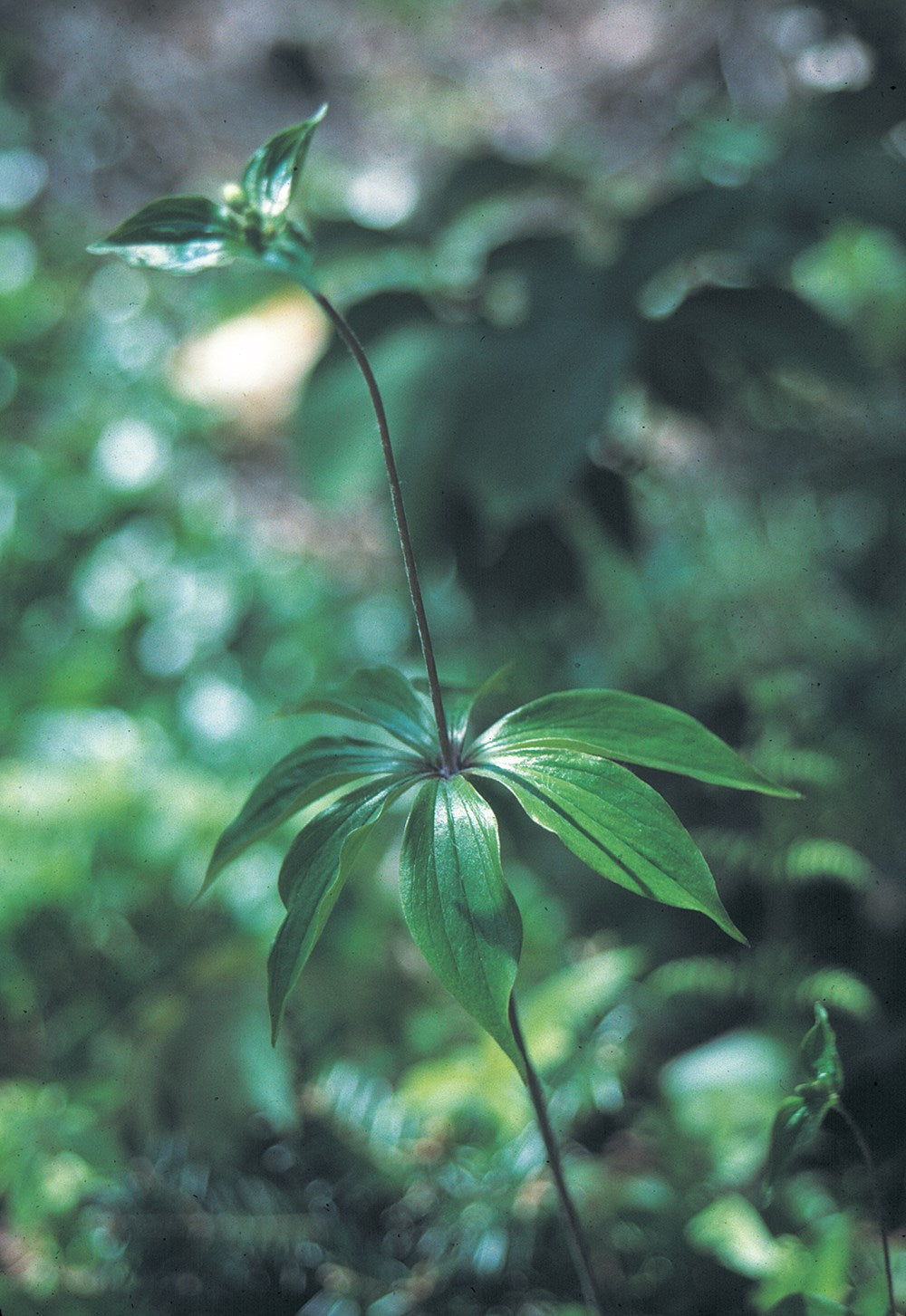 Foraging New England