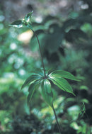 Foraging New England