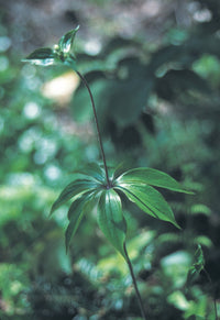 Foraging New England