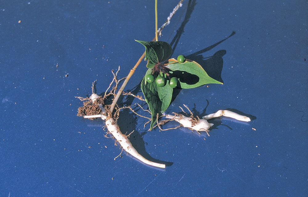 Foraging New England