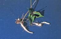 Foraging New England