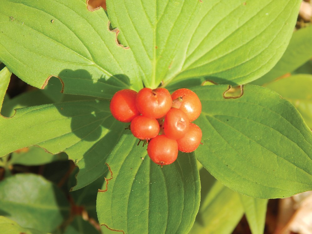 Foraging New England