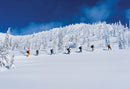 The Ski Guide Manual
