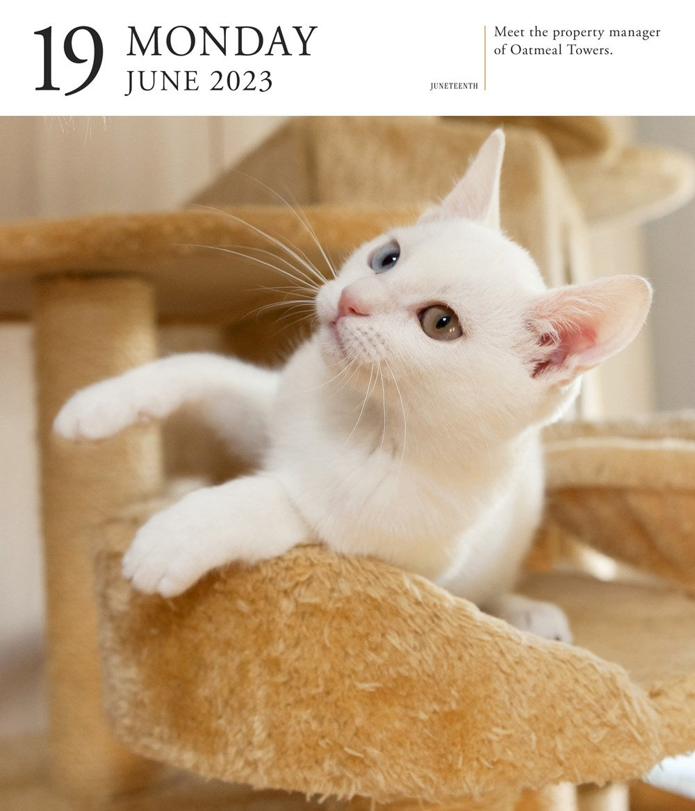 Cat Page-A-Day Gallery Calendar 2023