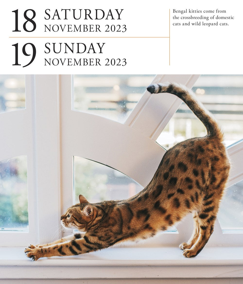 Cat Page-A-Day Gallery Calendar 2023