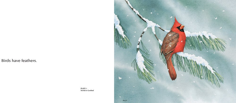 About Birds