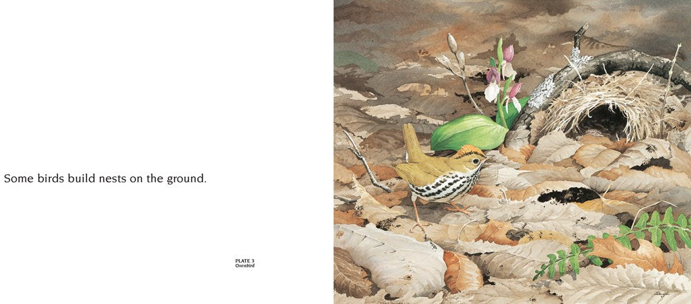 About Birds