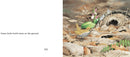 About Birds