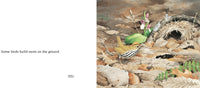 About Birds