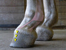 The Essential Hoof Book