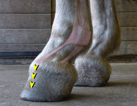 The Essential Hoof Book