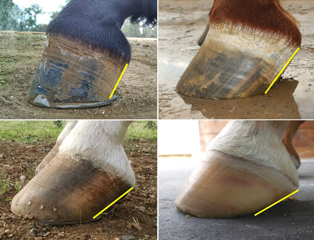 The Essential Hoof Book