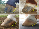 The Essential Hoof Book
