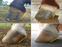 The Essential Hoof Book