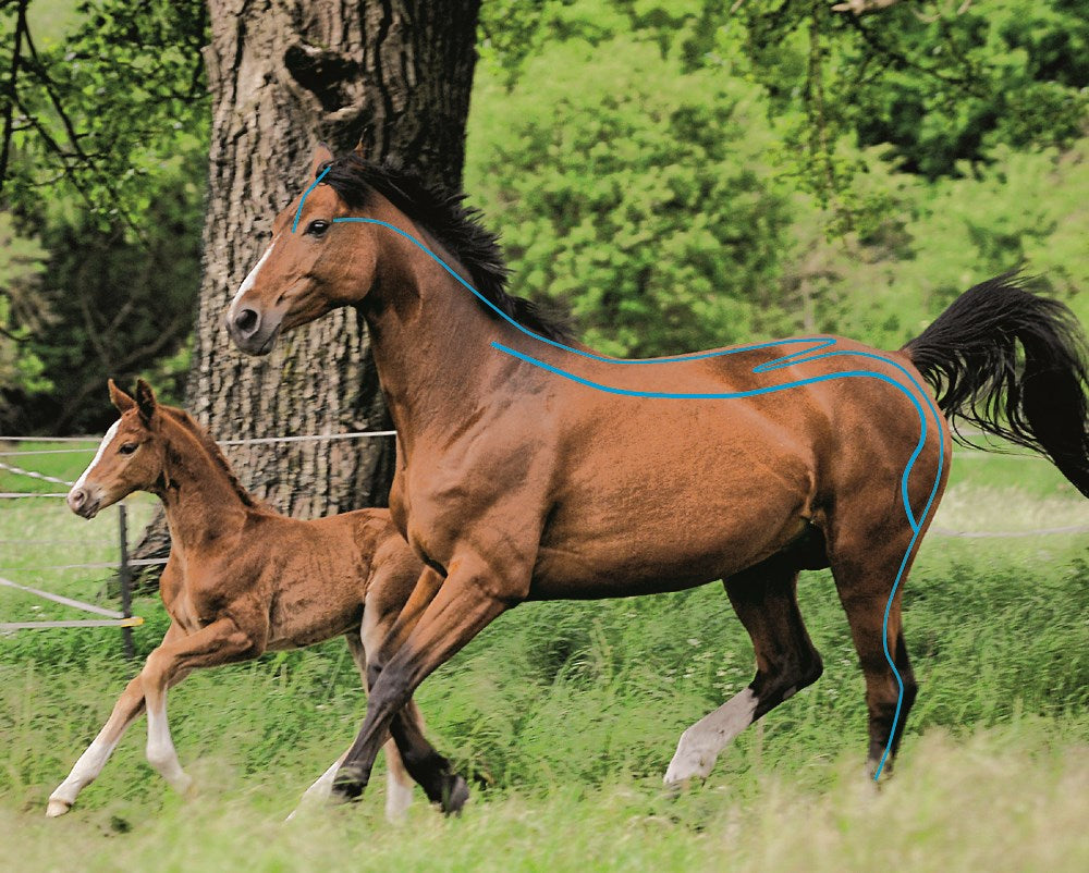 Acupressure for Horses