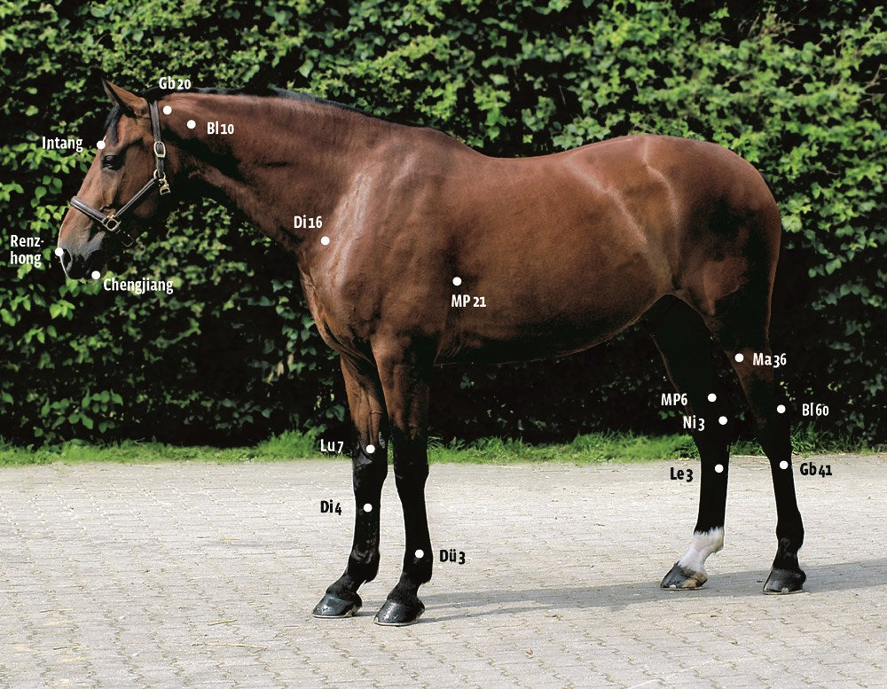 Acupressure for Horses