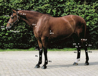 Acupressure for Horses