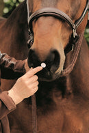 Acupressure for Horses