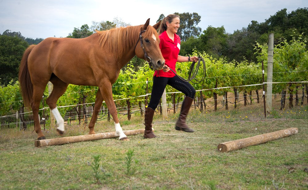 55 Corrective Exercises for Horses