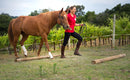 55 Corrective Exercises for Horses