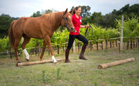 55 Corrective Exercises for Horses