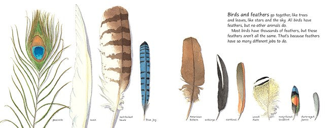 Feathers