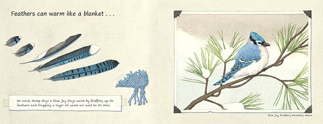 Feathers