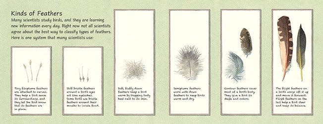 Feathers