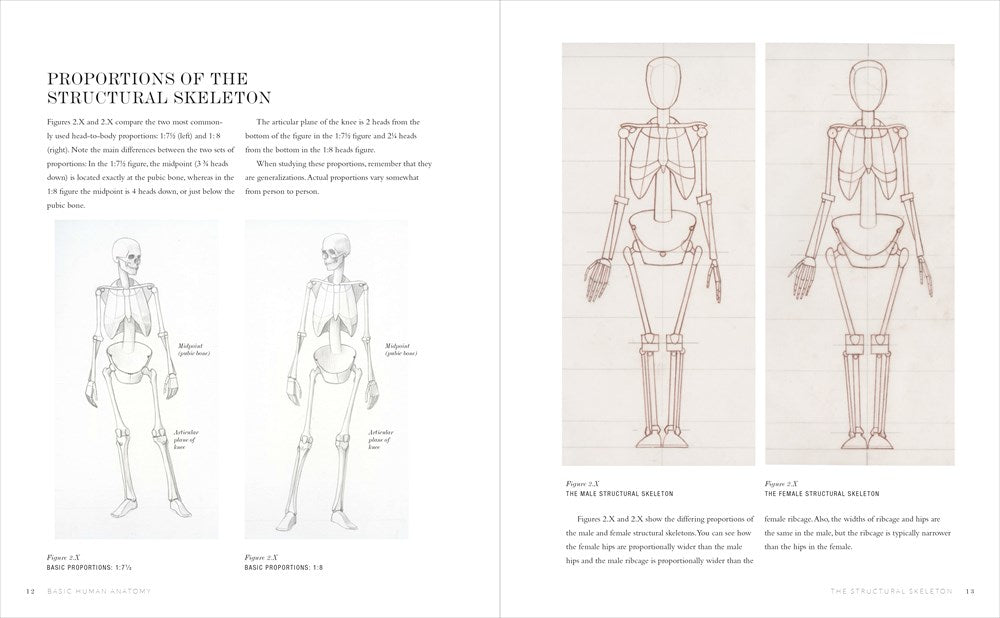 Basic Human Anatomy