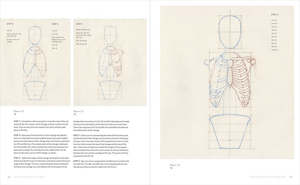 Basic Human Anatomy